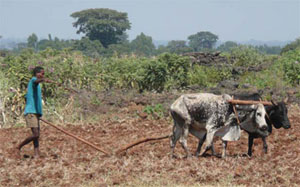 Farmer ploughing his land