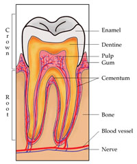 Internal structure of a human tooth