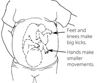 Feet and knees make big kicks. Hands make smaller movements.