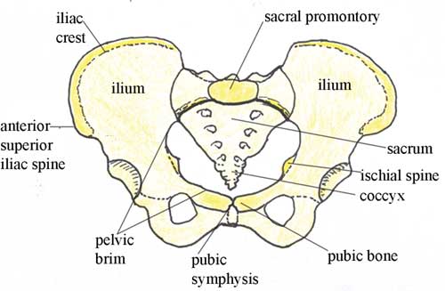 pelvis anatomy