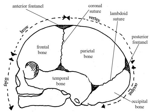 Bones of the fetal skull -- side view facing left