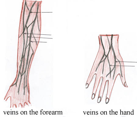 On the left is an image of the veins in the forearm and on the right is an image of the veins in the hand.