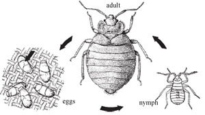 Life cycle of the human body louse