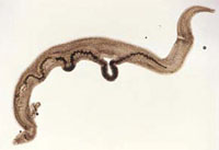 A mating pair of flatworms