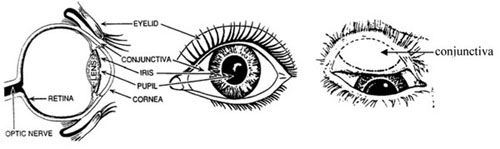 Anatomical structure of the eye