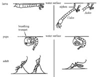 Comparison between different types of mosquito