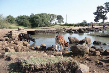 Surface water source and cows