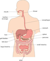 Diagram of the digestive system