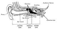 Anatomy of the ear