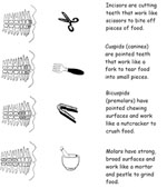 Different types of teeth