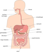 Diagram of the digestive system